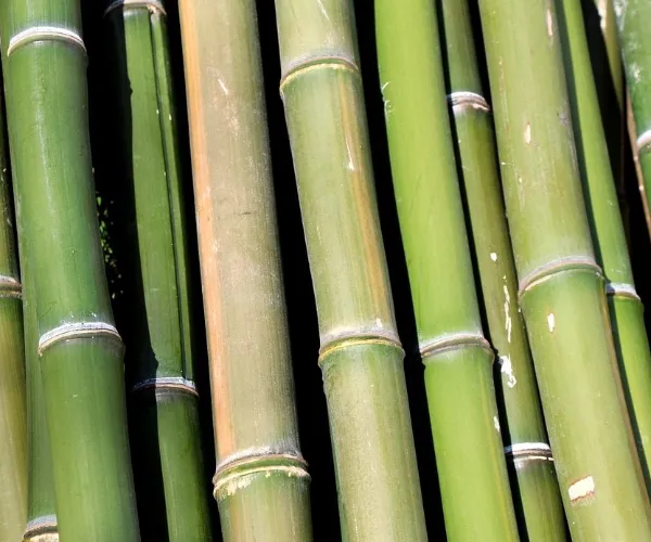 Характеристики волокна и преимущества представления бамбуковой пульпы